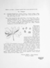 Urocystis anemones image
